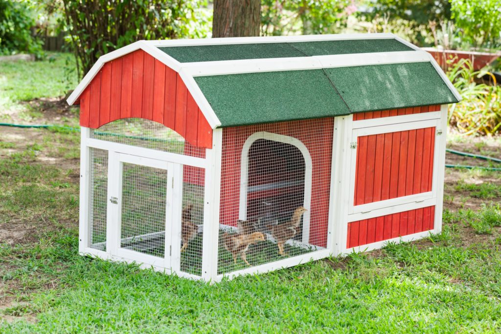 chicken coops little house chicks secrets