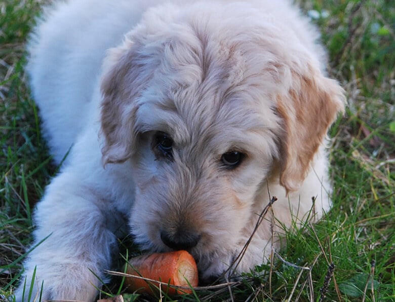 dog chew breath stink secrets