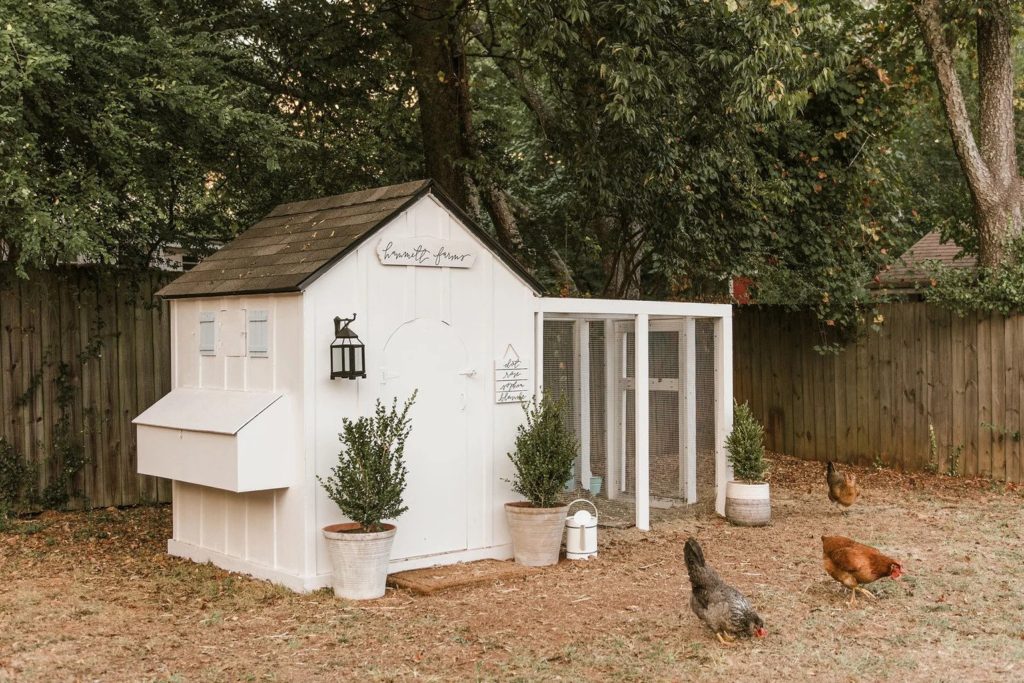 chicken run secrets chicken coops