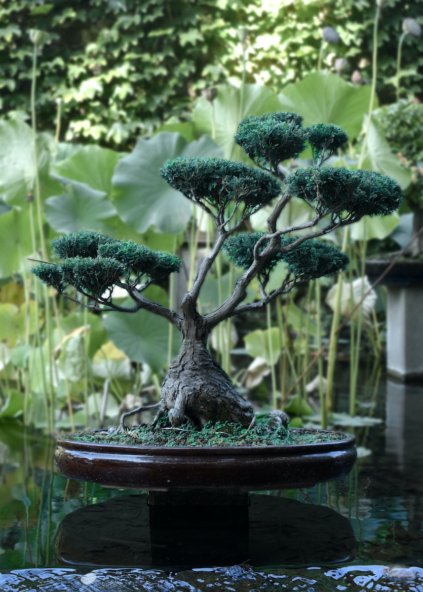 bonsai tree near body of water
