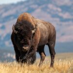 selective focus photography of brown cattle on brown field