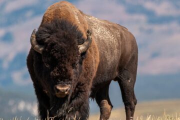 selective focus photography of brown cattle on brown field