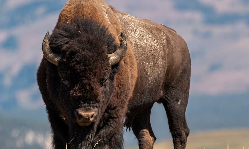 selective focus photography of brown cattle on brown field