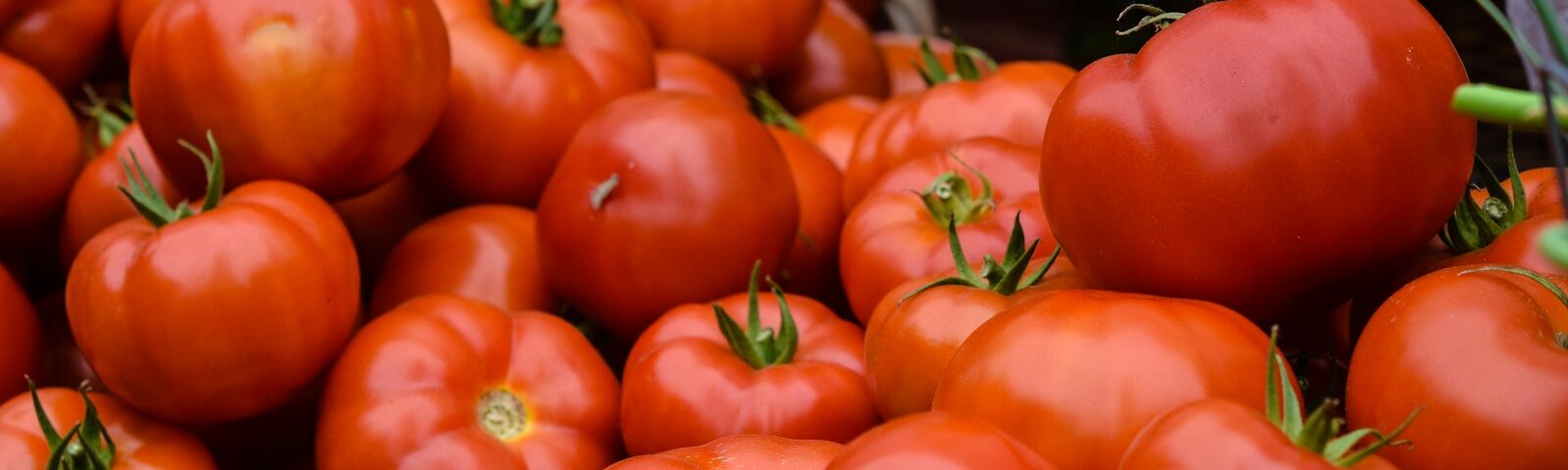 orange tomatoes