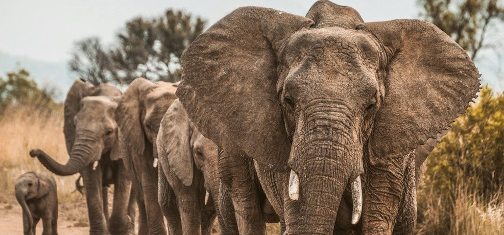 elephants on road