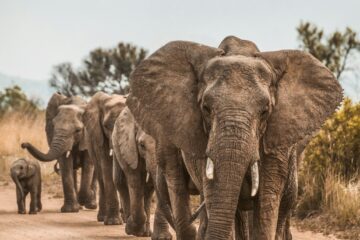 elephants on road